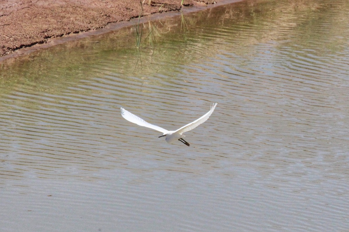 Snowy Egret - ML259996321