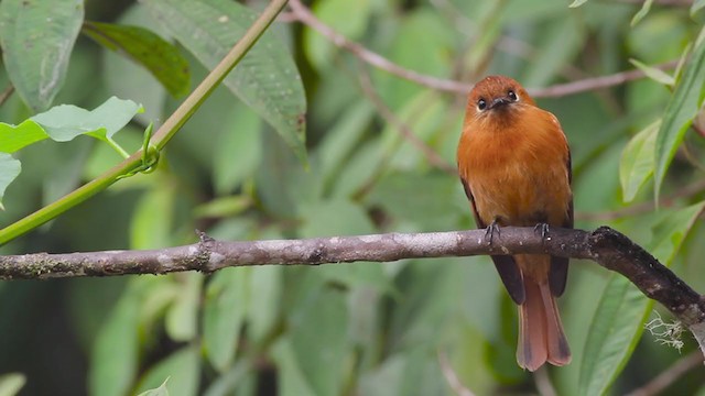 Cinnamon Flycatcher (Santa Marta) - ML259996841