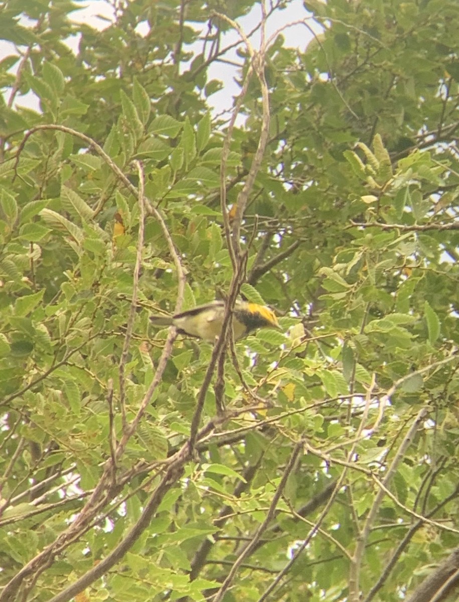 Black-throated Green Warbler - ML259997731