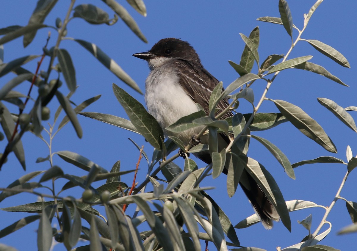 Eastern Kingbird - ML259997781