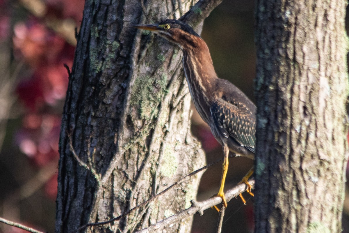 Green Heron - Craig Kingma