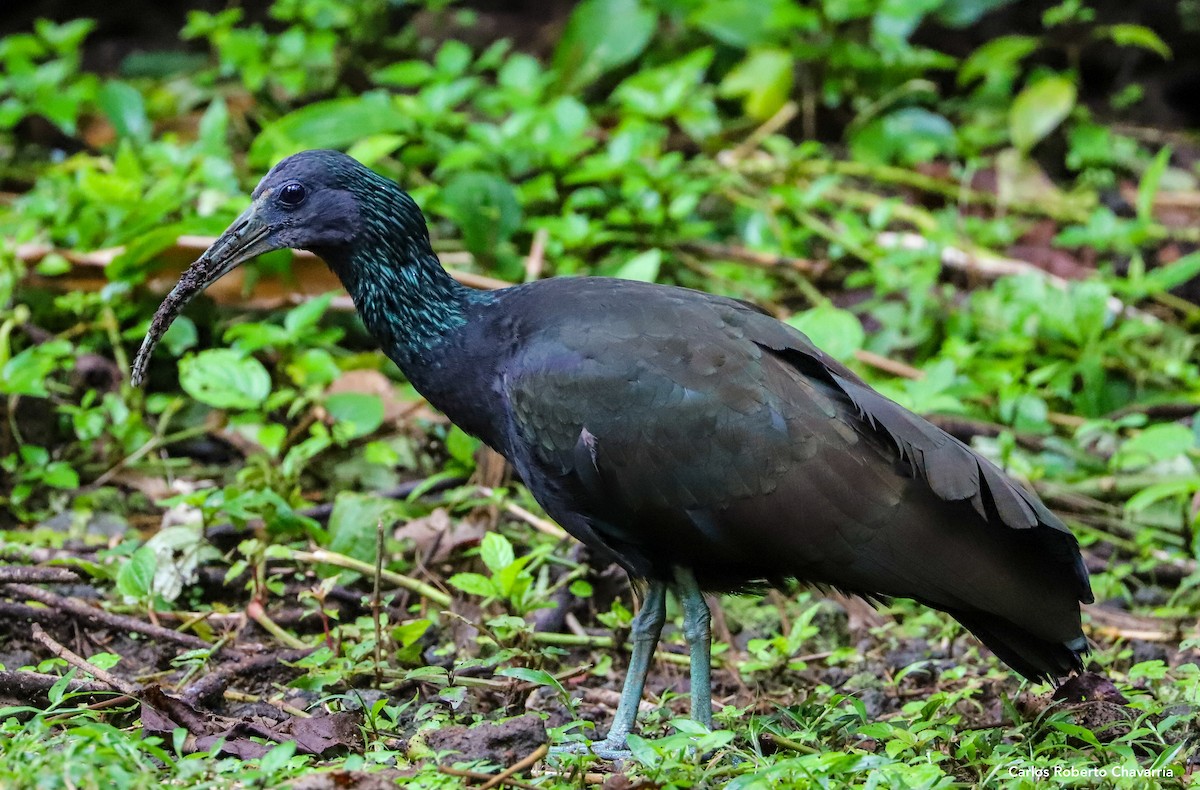 Green Ibis - Carlos Roberto Chavarria