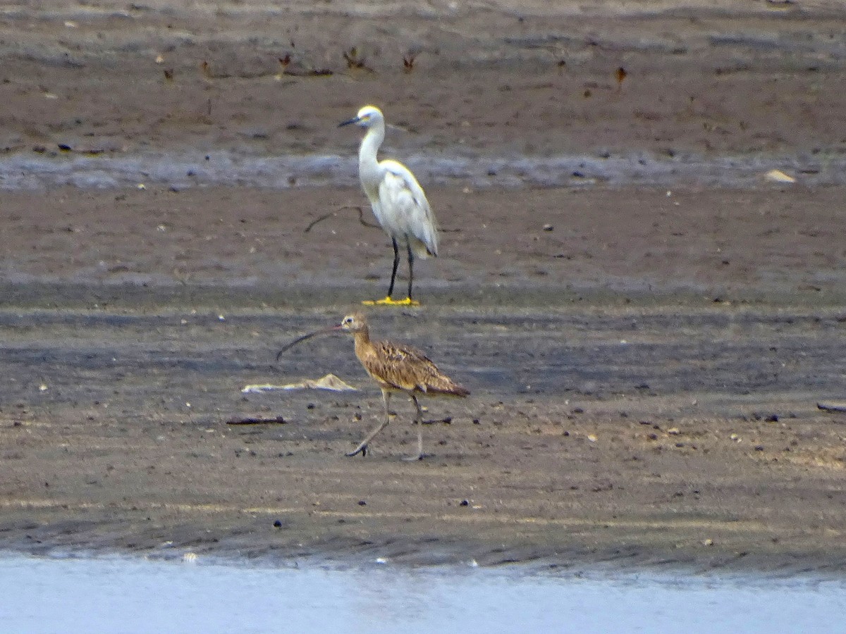 Long-billed Curlew - ML259999591