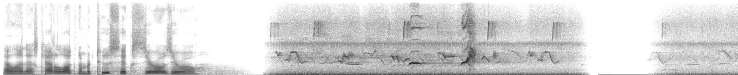 Northern Bobwhite (Eastern) - ML2600