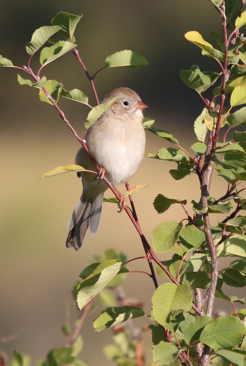 Field Sparrow - ML260000601