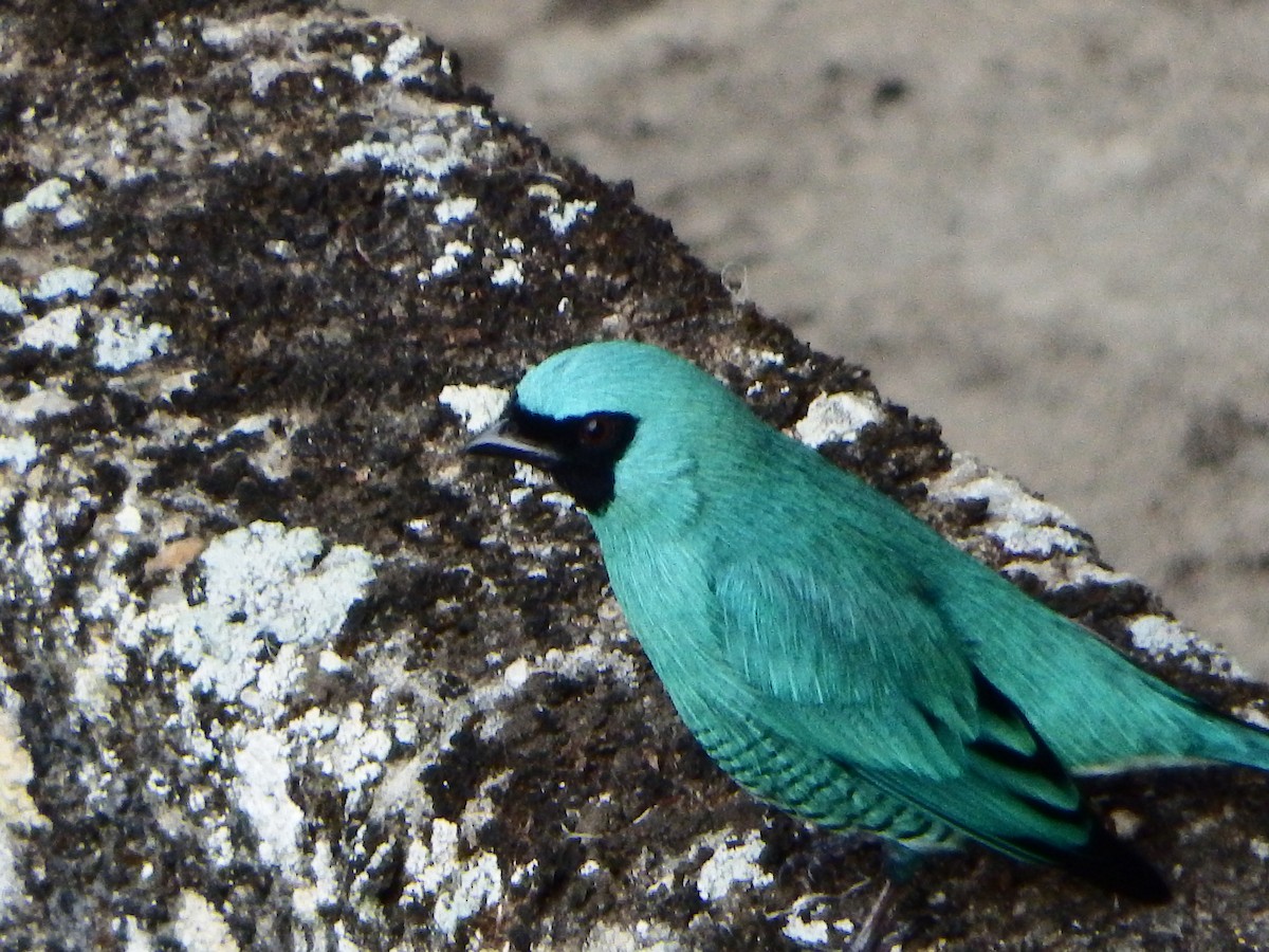 Tangara Golondrina - ML26000091