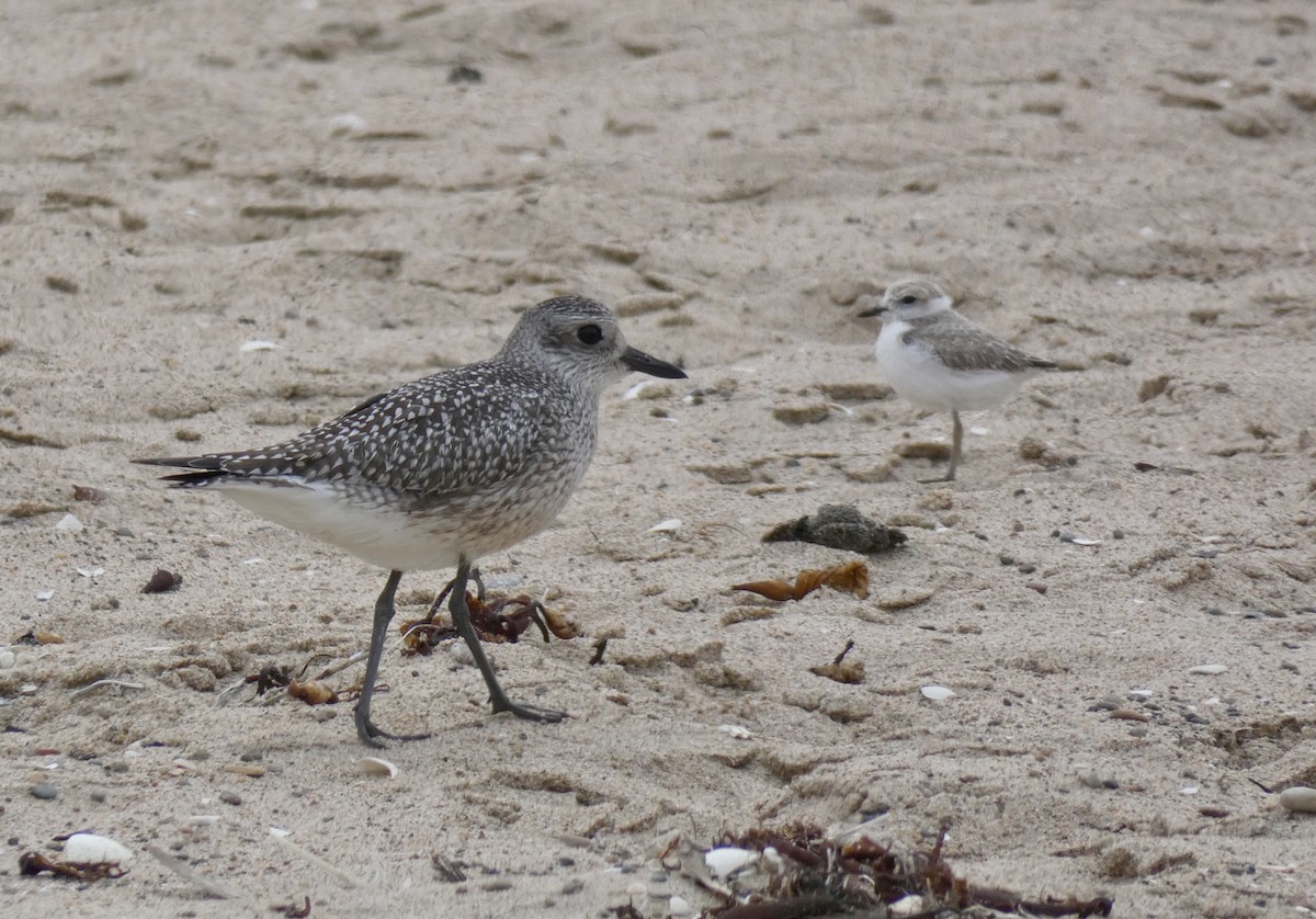 Black-bellied Plover - ML260001001