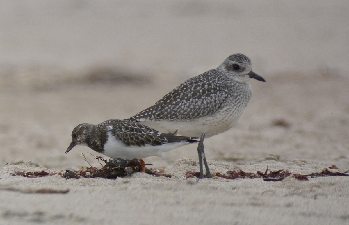 Black-bellied Plover - ML260001051