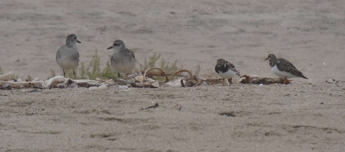Black-bellied Plover - ML260001061