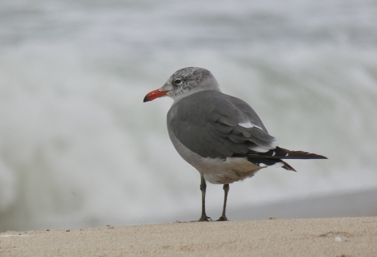 Heermann's Gull - ML260001291