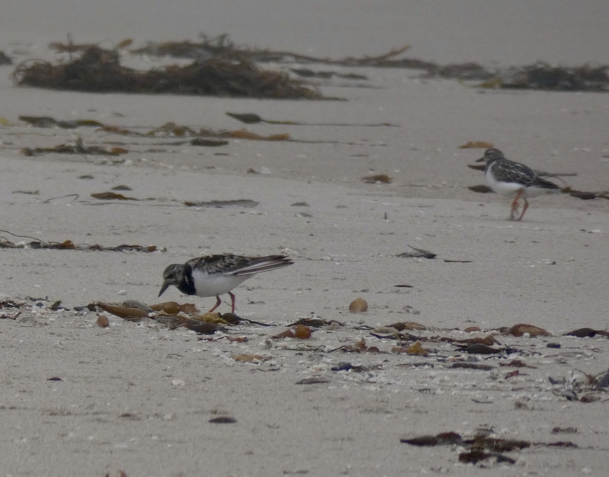 Ruddy Turnstone - ML260001381