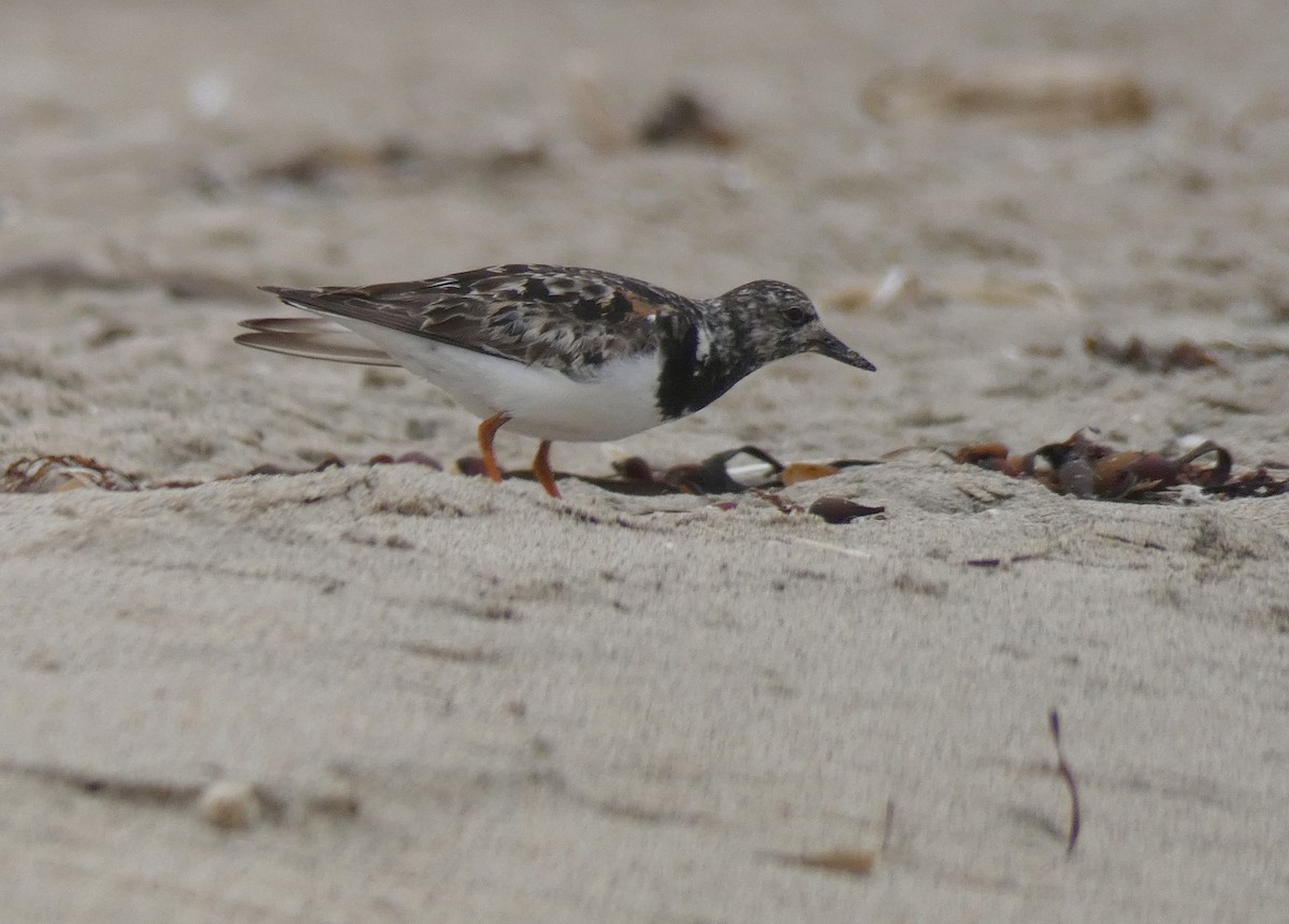 Ruddy Turnstone - ML260001401