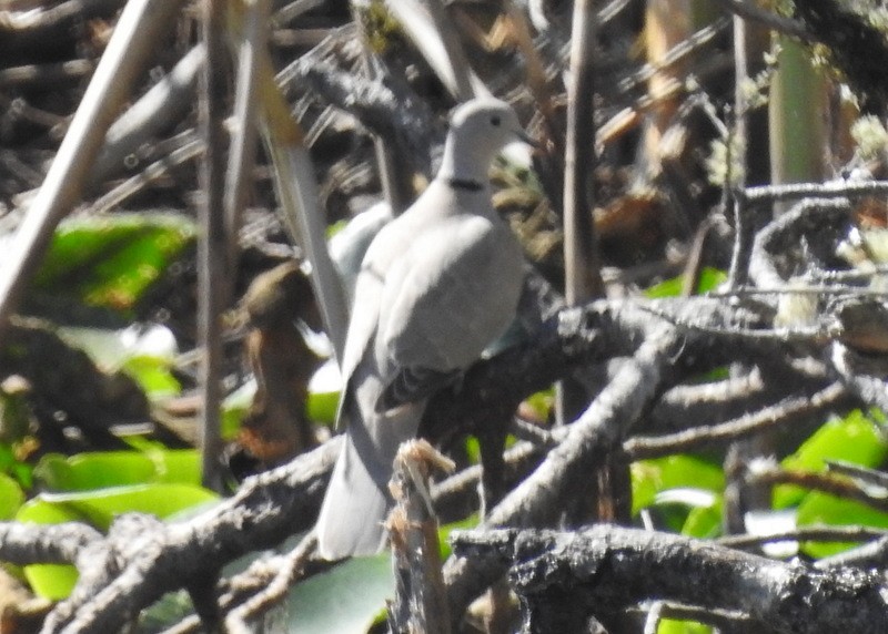 Eurasian Collared-Dove - ML260001981