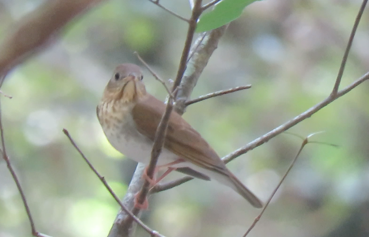 Veery - ML260002091