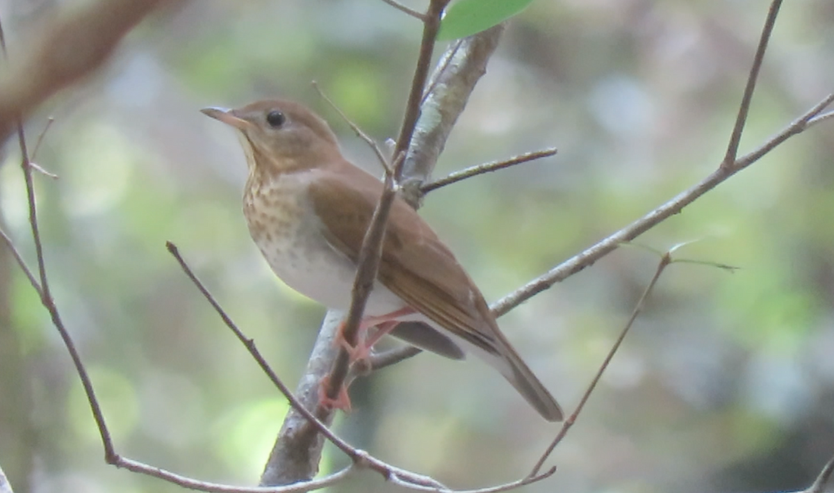 Veery - ML260002111