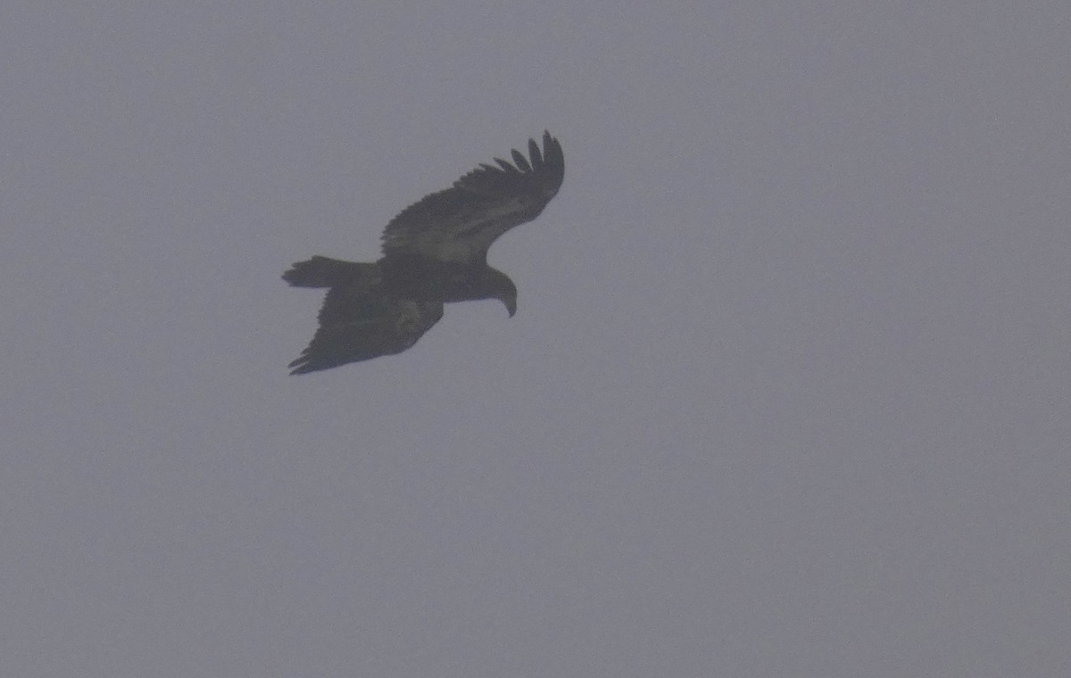 Bald Eagle - ML260002221