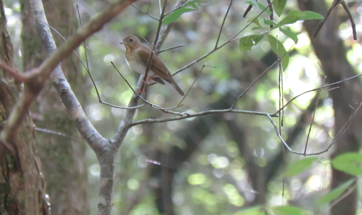 Veery - ML260002231