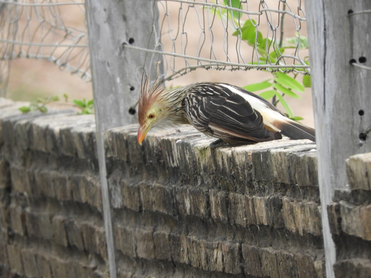 Guira Cuckoo - ML260002241