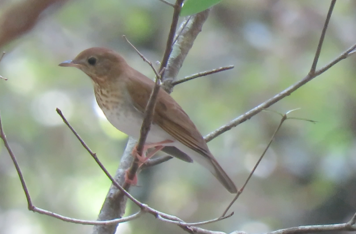 Veery - ML260002261
