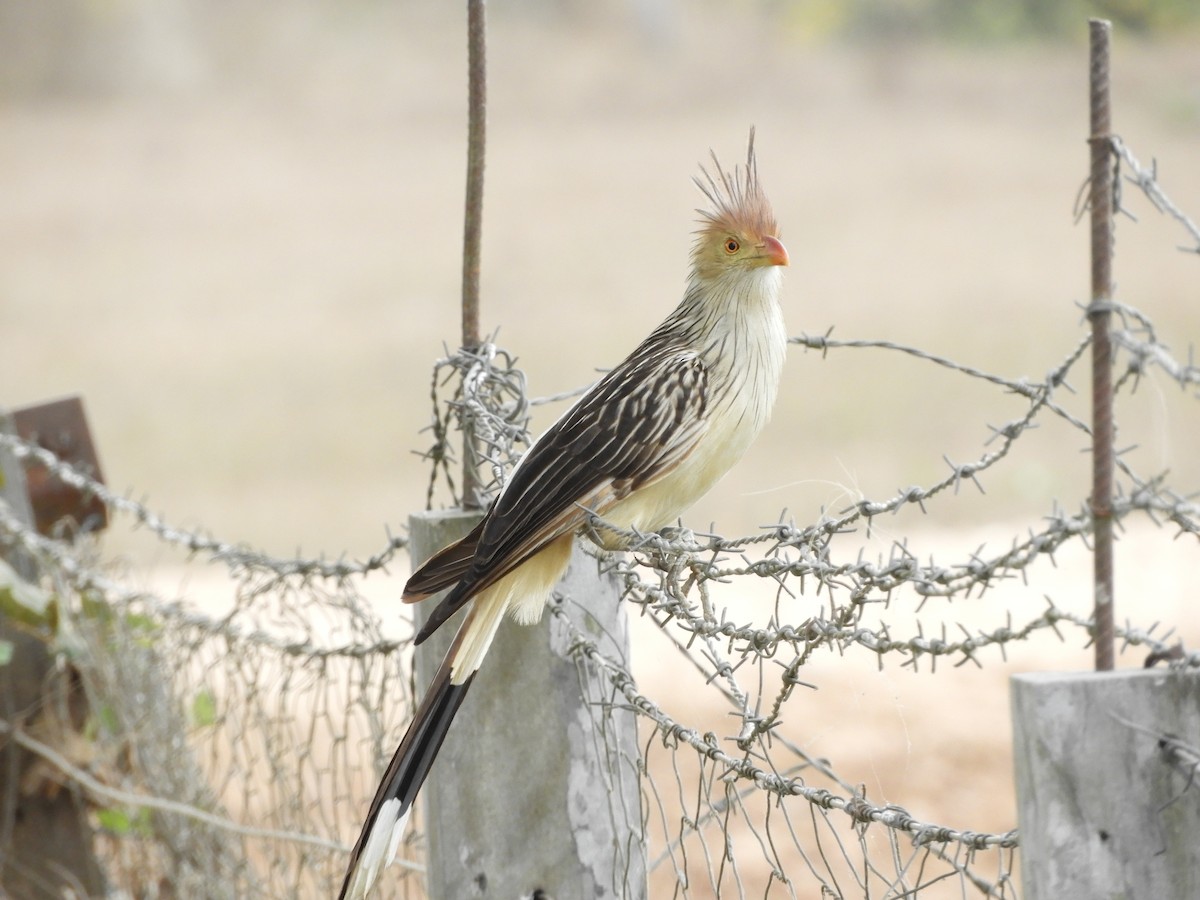 Guira Cuckoo - ML260002281