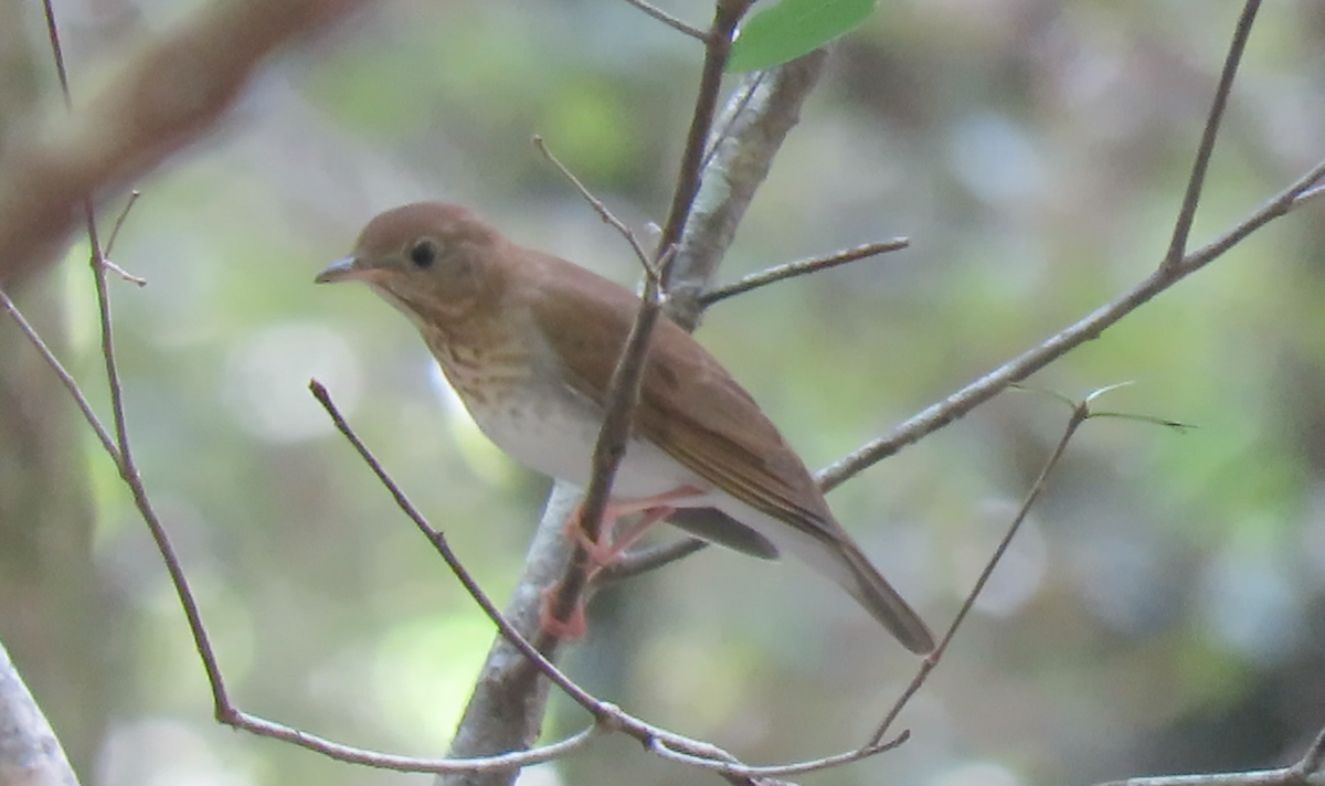 Veery - ML260002301