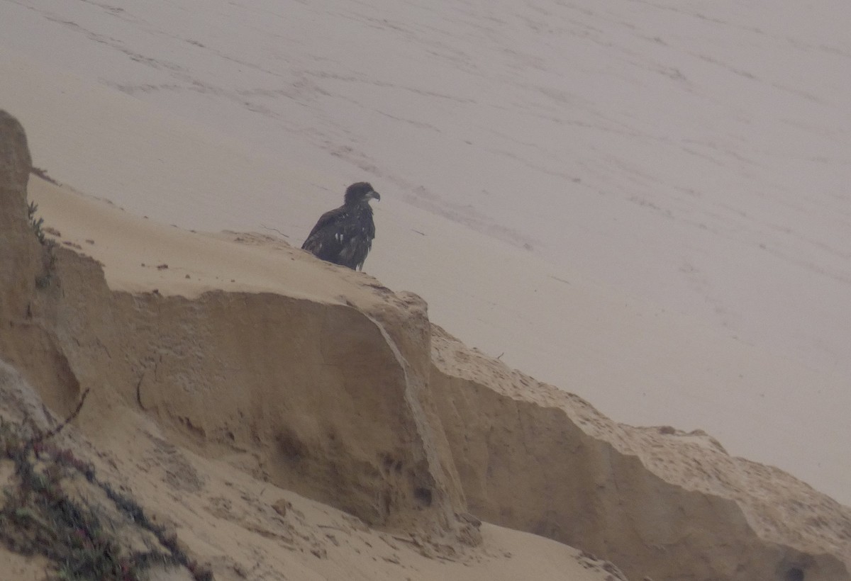 Bald Eagle - ML260002311