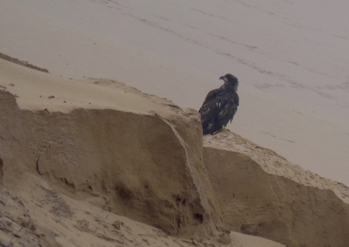 Bald Eagle - ML260002321