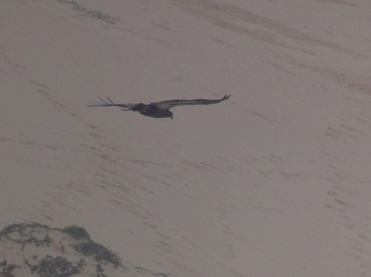 Bald Eagle - ML260002331