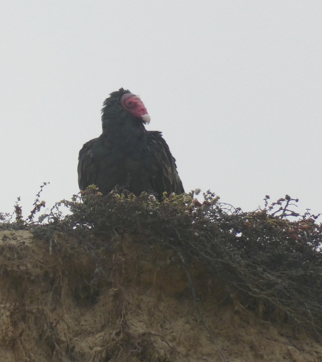 Turkey Vulture - ML260002441
