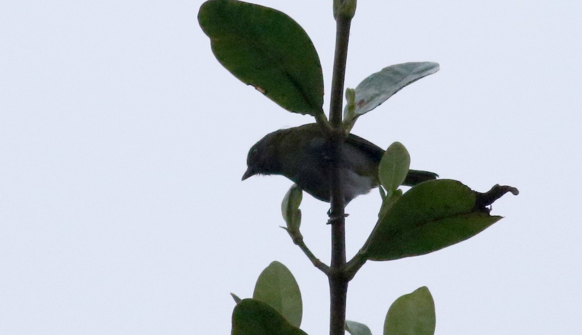 Common Chlorospingus (Northern Andes) - ML26000251