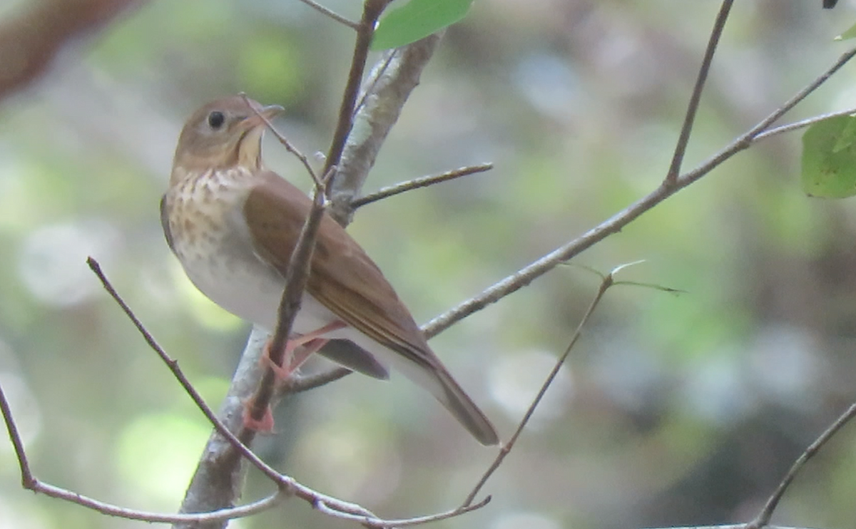 Veery - ML260002511