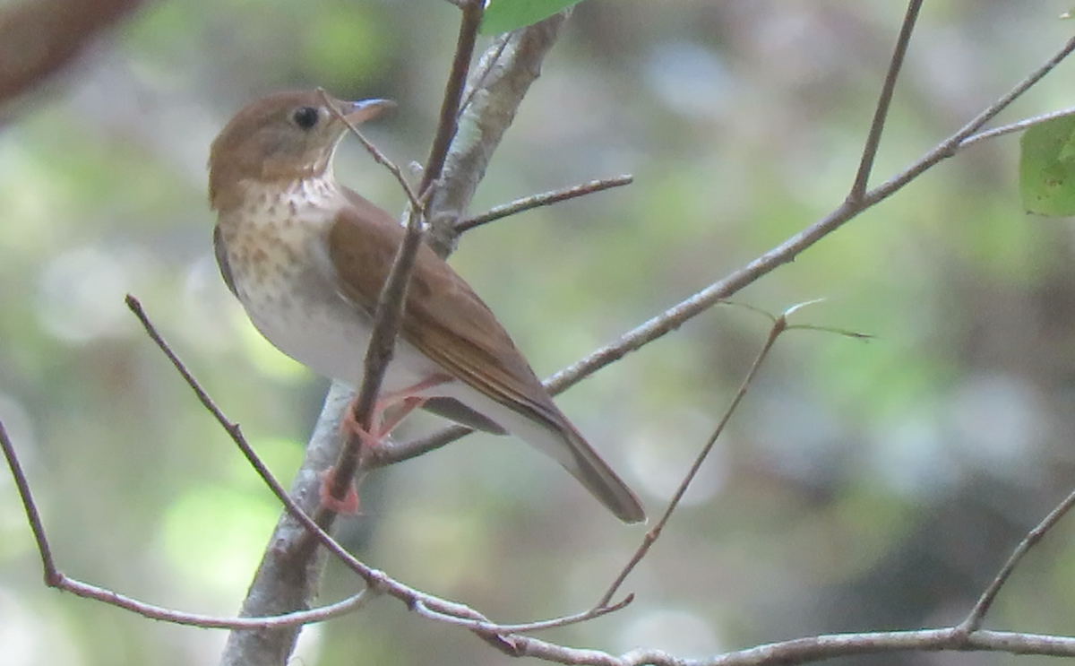Veery - ML260002531