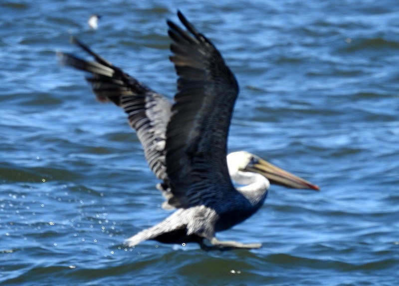 Brown Pelican - ML260002581