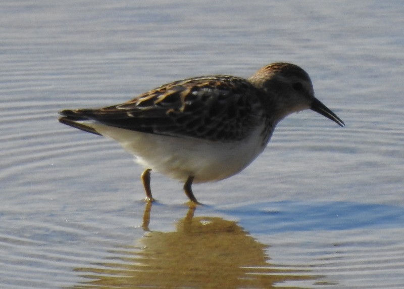 Least Sandpiper - ML260002991