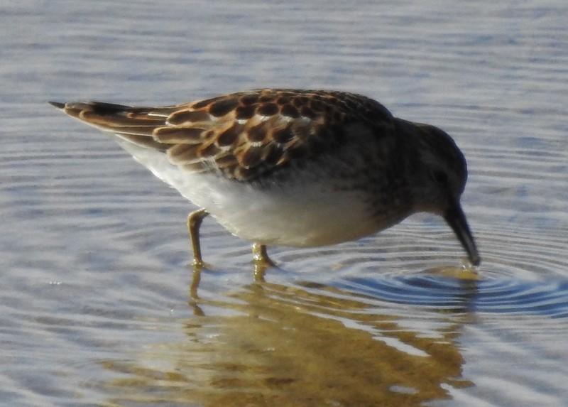 Least Sandpiper - ML260003031