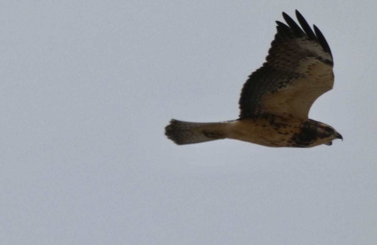 Swainson's Hawk - ML260003051