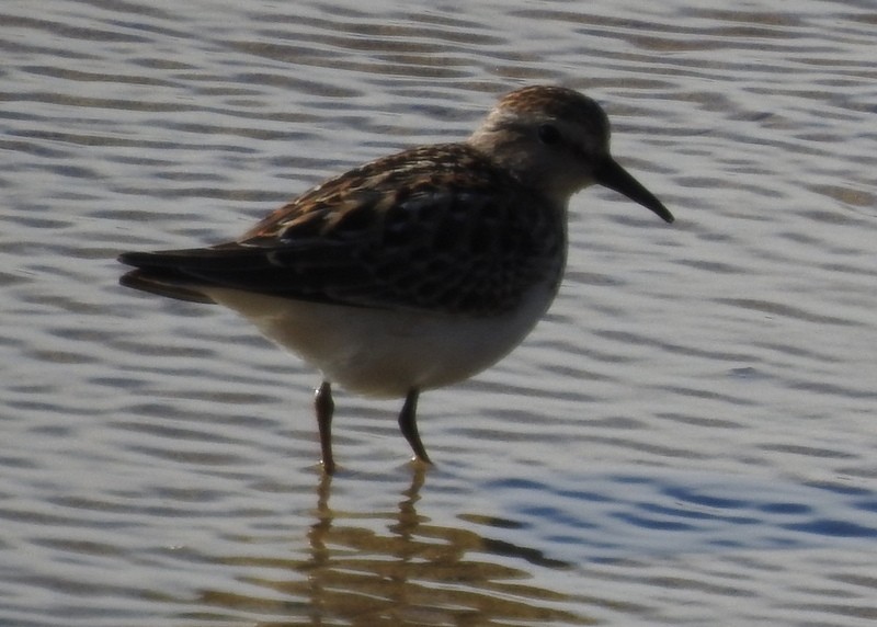 Least Sandpiper - ML260003091