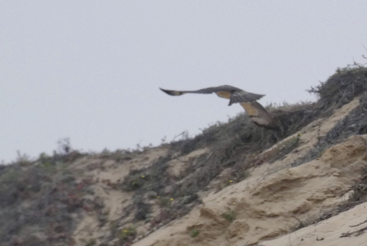 Swainson's Hawk - ML260003101
