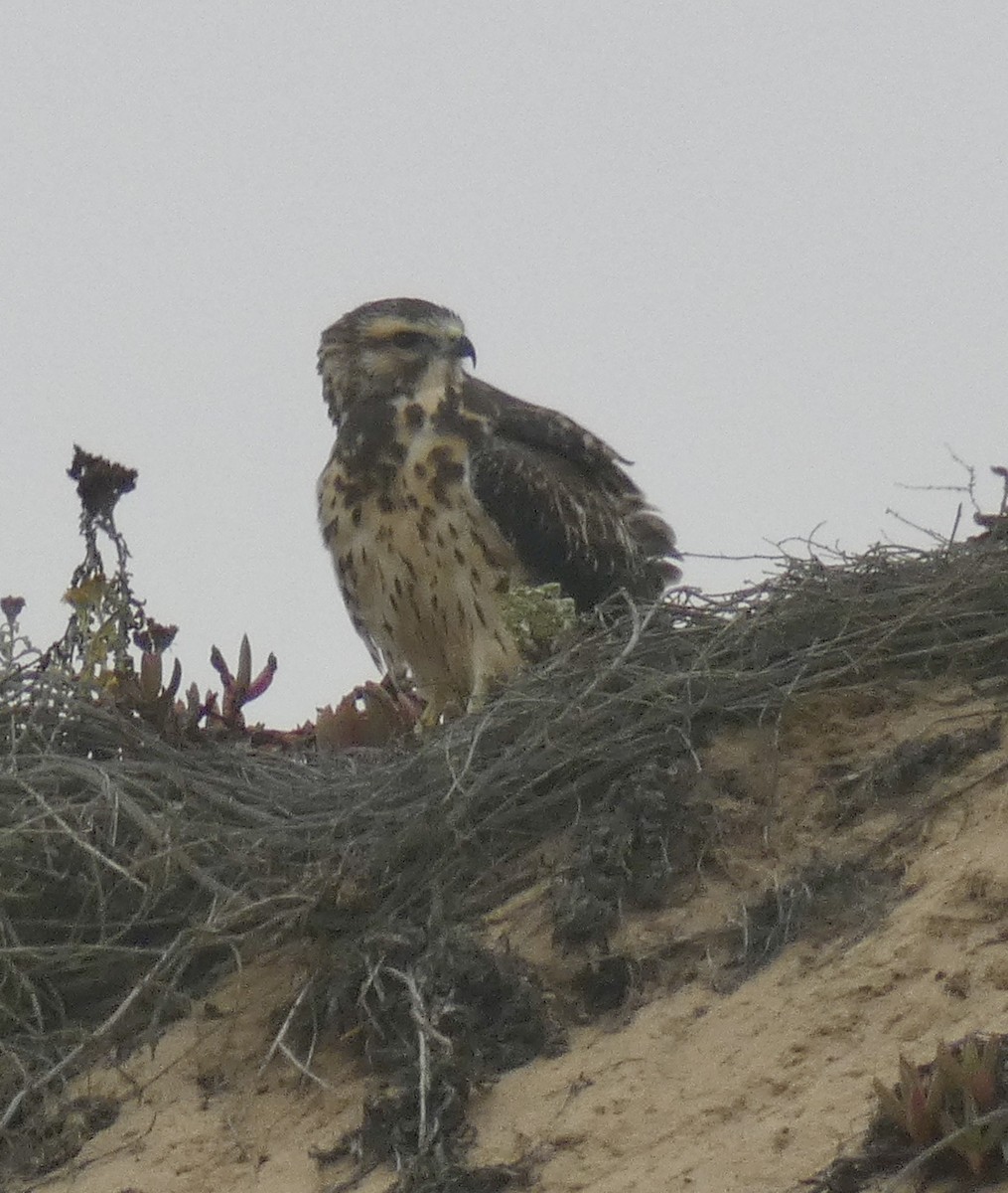 Swainson's Hawk - ML260003111