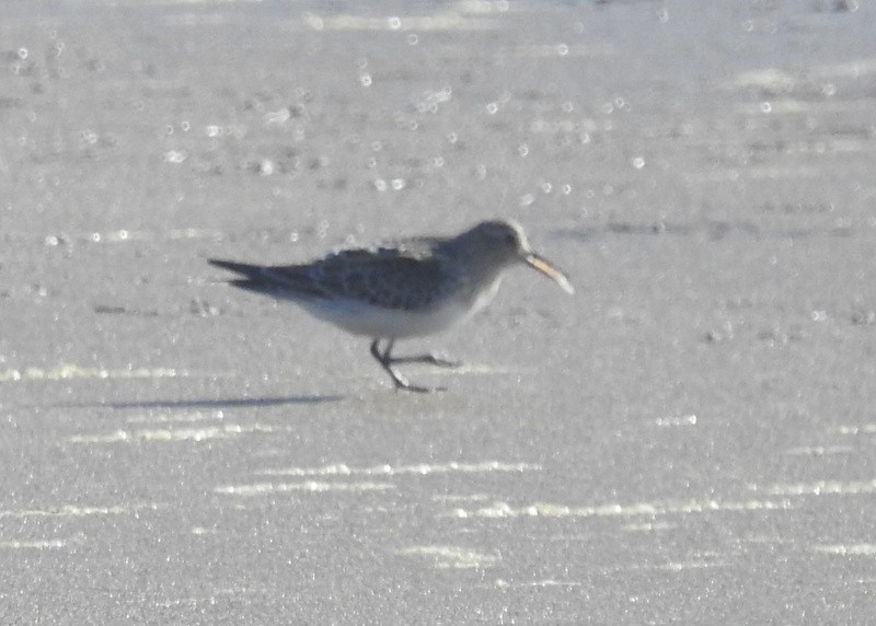 Baird's Sandpiper - Andy Frank