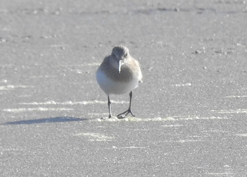 Baird's Sandpiper - ML260003201