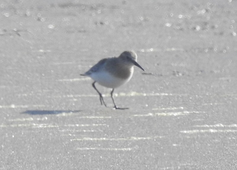 Baird's Sandpiper - ML260003221