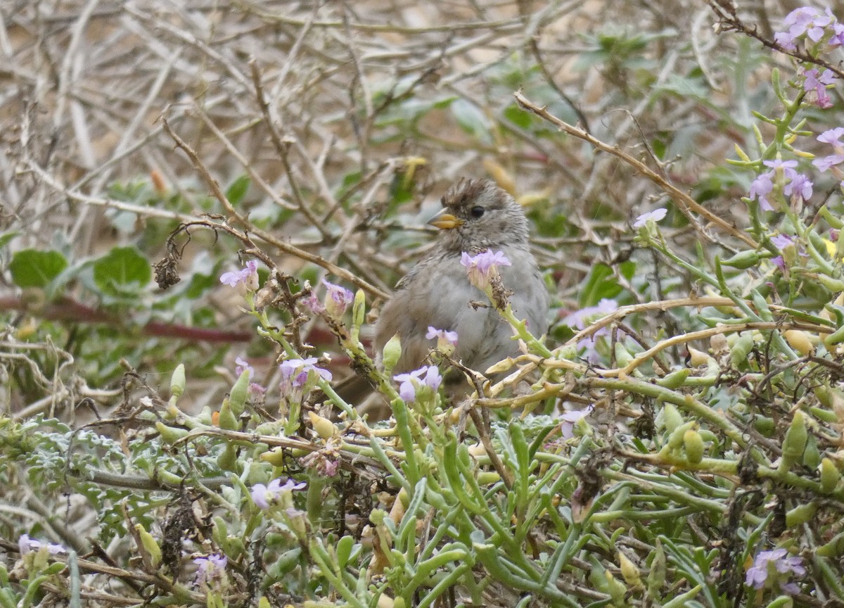 White-crowned Sparrow - ML260003551