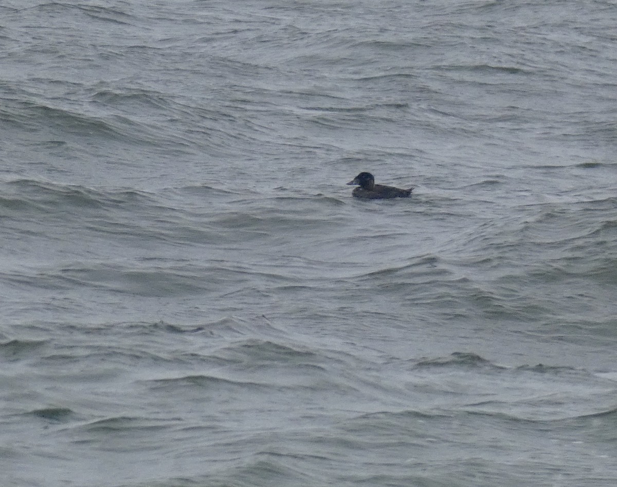 Surf Scoter - ML260003961