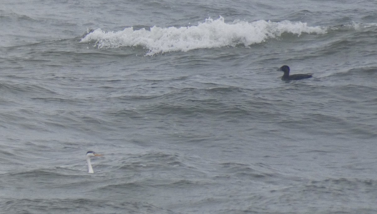 Surf Scoter - ML260004011