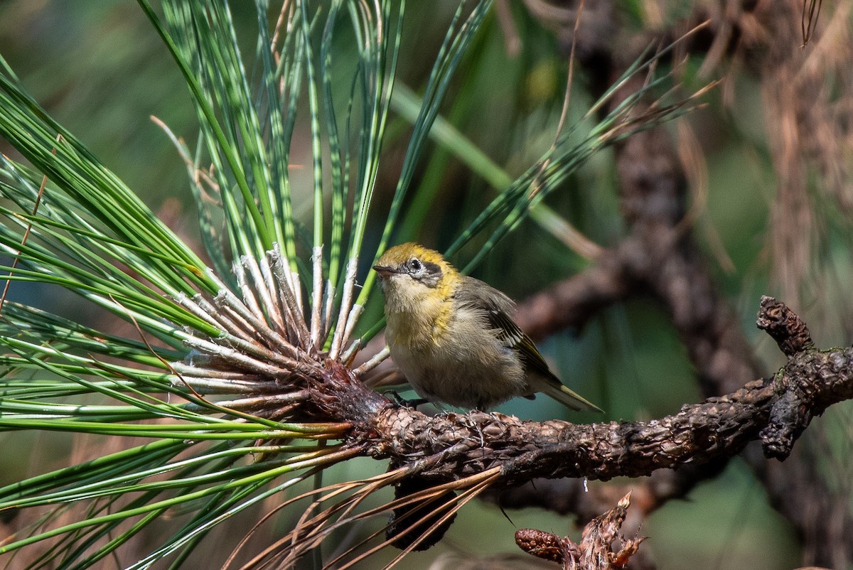 Olive Warbler - ML260004231