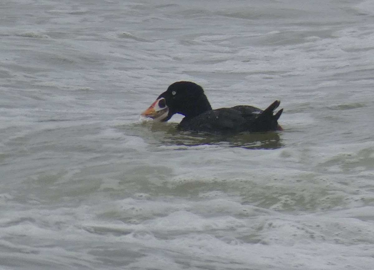 Surf Scoter - ML260004651