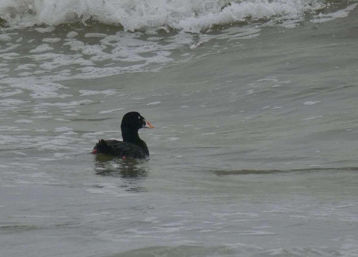Surf Scoter - ML260004711