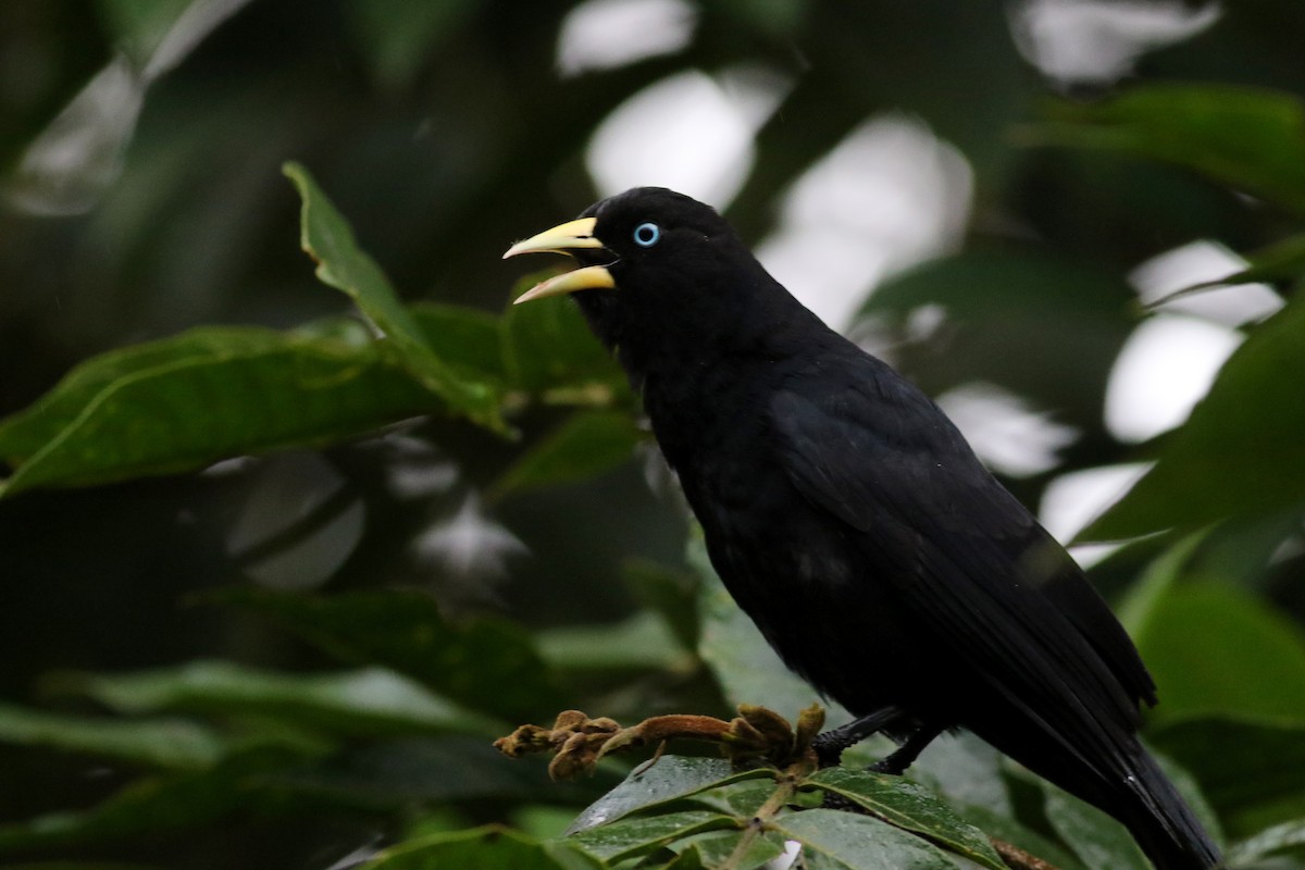Cacique Lomiescarlata — imagen 3