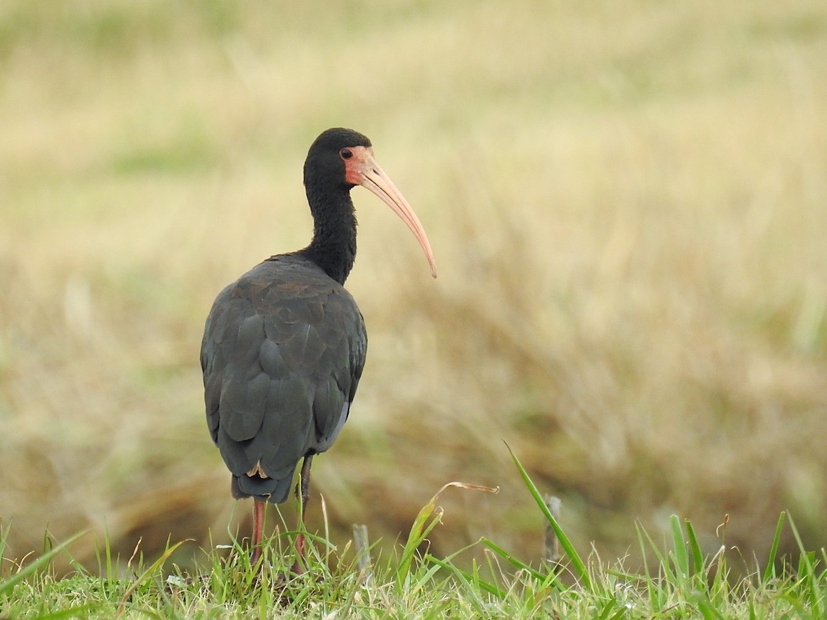 ibis tmavý - ML260005871